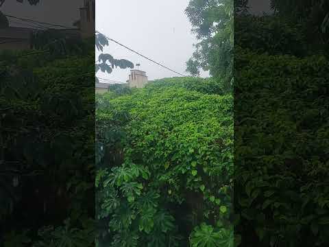 Chuva #maranhão #palmeirândia #baixadamaranhense #diadiarural #interior #shortsfeed #chuvas #shorts