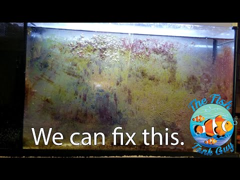 Cleaning a Super Dirty Aquarium.