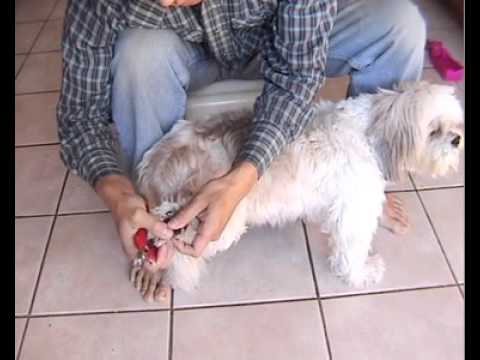 How To Trim Dog Nails An Easy Way