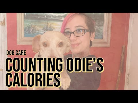 How I count calories using a calorie calculator for dogs | Dog care 01 | Dottie’s Paws