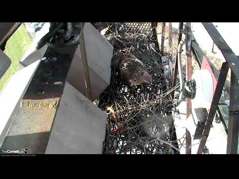 Red-tailed Hawks Vocalize And Tend To Fernow Nest Site – Jan 26, 2018