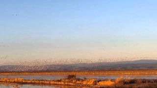 preview picture of video 'Sacramento Valley Migratory Birds'