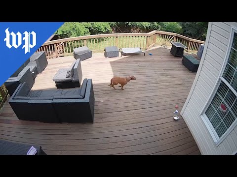 Loud sonic boom heard across D.C. area