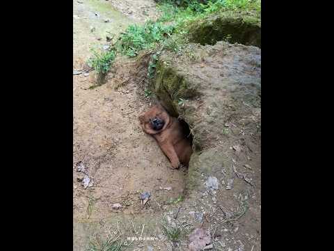 Extremely fast boot mode, pastoral dog, small milk dog, small native dog, Chinese pastoral dog