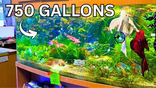 139 Aquariums FULL of Rare Fish & Natural Aquascapes!