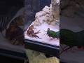 Don't overlook Mantis Shrimp