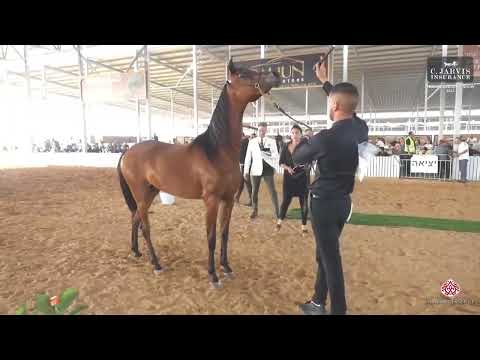 N.284 GAZAL MOSA - Israel Breeders' Show 2023 - Fillys 2 Years Old Class C (Class 27)