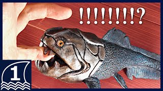 Sculpting DUNKLEOSTEUS【making an ancient sea monster ダンクレオステウスの作り方 】