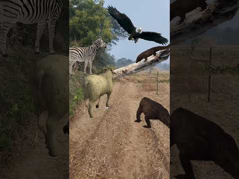 Zebra Two Komodo Dragon Ram Eagle #shorts #shortvideo #shortsviral