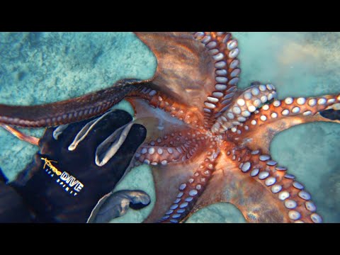 SPEAR HUNTING How To Catch Octopus !
