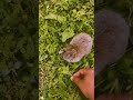 Crazy rabbit