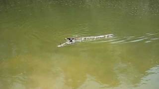 preview picture of video 'Amazing Superdogs swimming Chihuahua'
