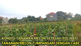 Download lagu ⛔CARA MERAWAT MELON DI MUSIM HUJAN (USIA 32 HST) mp3