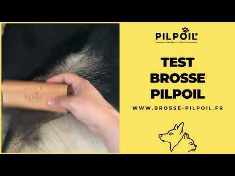 Vidéo client chien poils courts 5