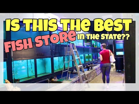 Huge Fish Store TOUR!