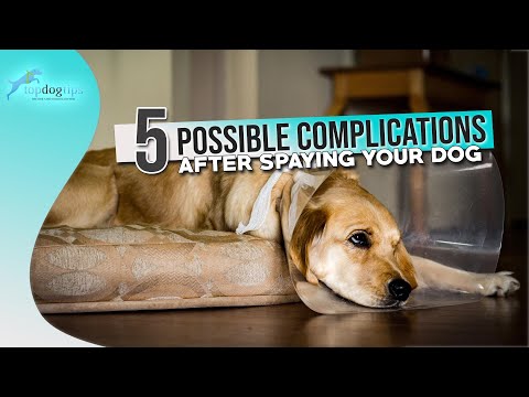 5 Possible Complications After Spaying Your Dog