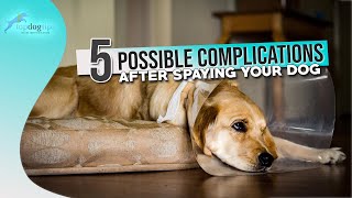 5 Possible Complications After Spaying Your Dog