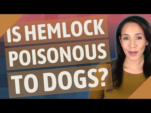 Is Hemlock poisonous to dogs?