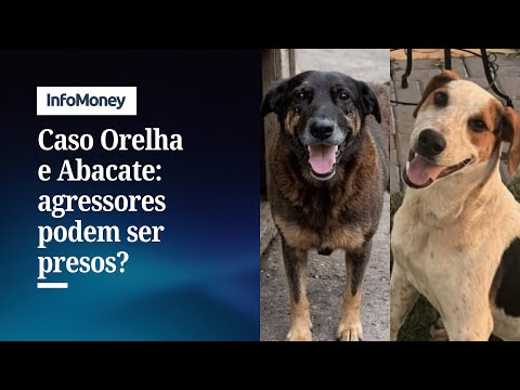 Orelha e Abacate: é possível ser preso por maus tratos aos animais? | InfoMoney News