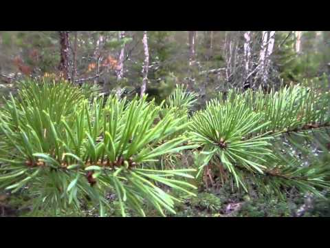 Aurinko pastaa ja fiiilis on korkealla