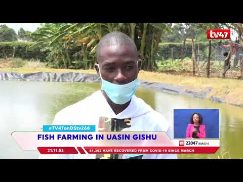 Youth in Uasin Gishu County takes up fish farming with zeal
