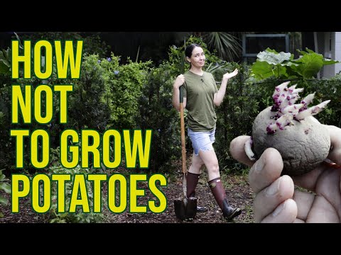 How Not To Grow Potatoes - No Dig Method Using Wood Chips