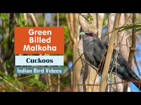 The Green Billed Malkoha (Phaenicophaeus tristis) - Indian Bird Videos