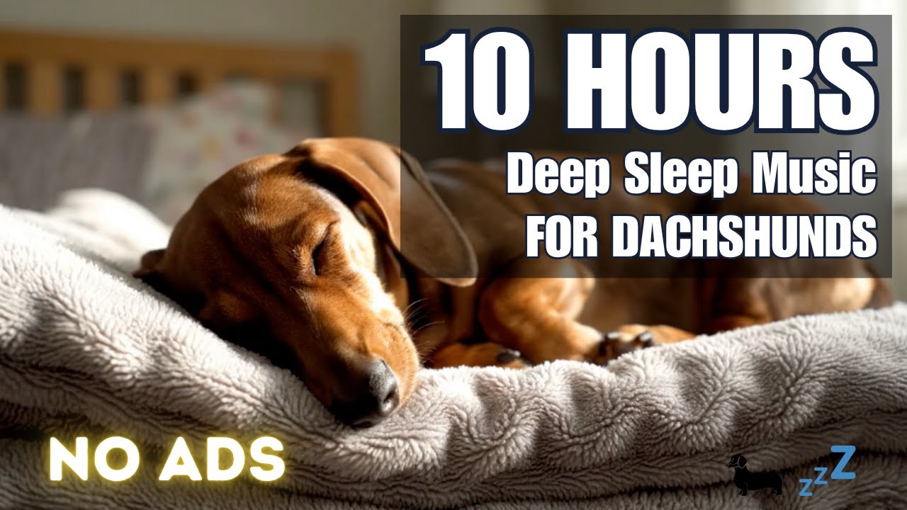 10 HOURS Deep Sleep Music for Dachshunds 🌙💤 Calming Music to Help Your Dachshund Sleep