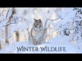 Waking Up From Winter Snowy Wildlife With Relaxing Music 2 Hours 4K