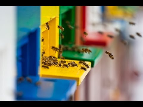Will Diatomaceous Earth Kill Honeybees? | Planet Natural