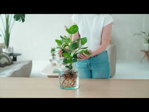 , title : 'DIY: Zo zet je een plant op water (hydrocultuur planten)'
