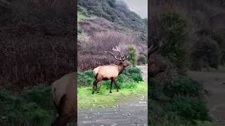 Close Up Video Of Roosevelt Elk On The California Coast