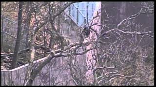 Chimps on Loose at Kansas City Zoo