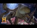 Ancient Aliens: THE OCTOPUS FROM OUTER SPACE (Season 12) | Exclusive | History
