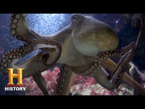 遠古外星人：外太空的章魚（第12季）｜獨家｜歷史沿革 (Ancient Aliens: THE OCTOPUS FROM OUTER SPACE (Season 12) | Exclusive | History)
