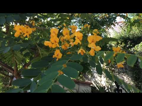 Tipuana tipu. Garden Center online Costa Brava - Girona.