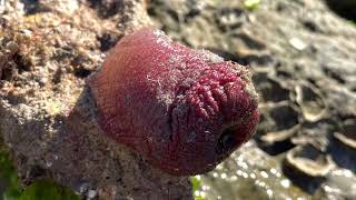 Low Tide Beach Combing on South Padre Island