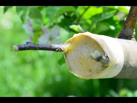 Veredeln Rindenpfropfen