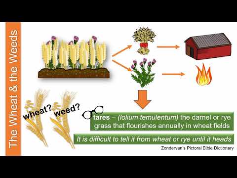 The Parable of the Wheat and Weeds