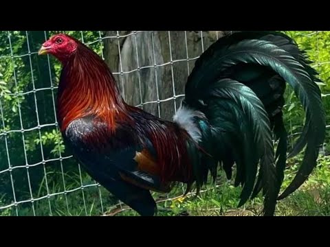 ALL ABOUT MCLEAN HATCH GAMEFOWL | MY PASSION HISTORY