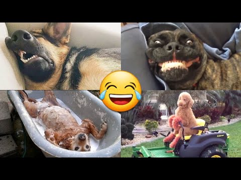 Funny animal videos 😂 to laugh - dogs cats - don't laugh challange #funnyvideos #funniestanimals