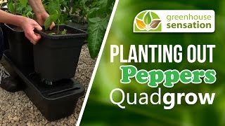Sowing Courgette Seeds