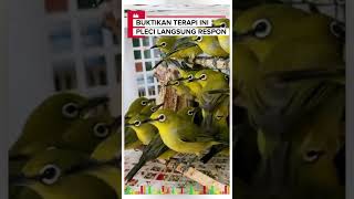Download lagu Terapi Pleci LANGSUNG RESPON bahan langsung gacor !!! mp3 Download lagu Terapi Pleci LANGSUNG RESPON bahan langsung gacor !!! mp3