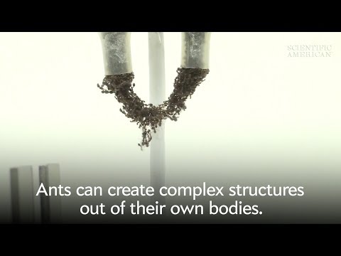 Fire Ants Build "Eiffel Tower" Structures | Scientific American