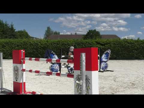 Nato (7 jähriger Wallach von Nerrado)