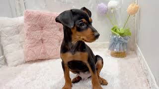 ミニチュアピンシャーの動画01