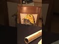 ERA AMENO THE MOOD OF THE CAT WHEN HE JUST BREAK UP WITH HIS LOVE THE PUSSY
