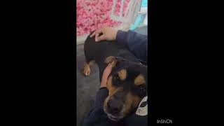 Video preview image #1 Shiba Inu-Unknown Mix Puppy For Sale in Seattle, WA, USA