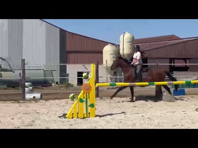 Naturano de Molion Hongre, 3 ans , bai ,  165