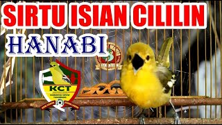 Download lagu Hanabi Sirtu Cipoh Gacor Isian Cililin Komunitas C... mp3